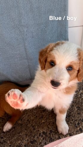 border collie x poodle