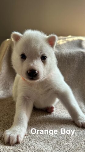 Siberian husky pups