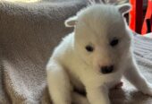 Siberian husky pups