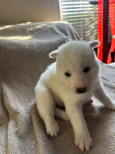 Siberian husky pups