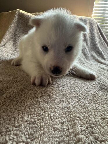 Siberian husky pups