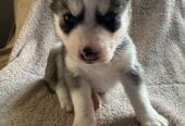 Siberian husky pups