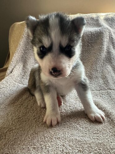 Siberian husky pups