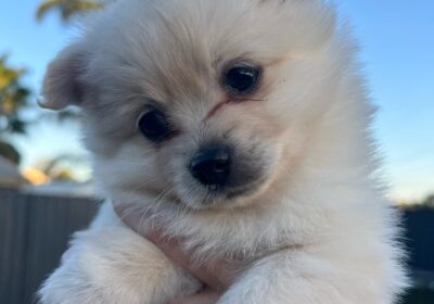 Pomeranian puppies