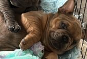 Pure Breed French bulldog puppies