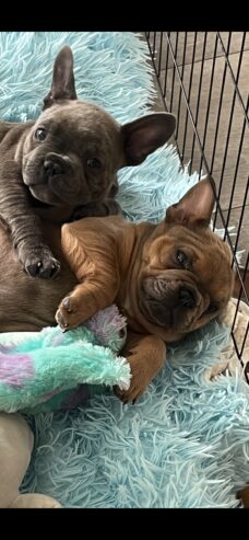 Pure Breed French bulldog puppies