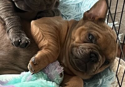 Pure Breed French bulldog puppies