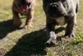 Pure Breed French bulldog puppies