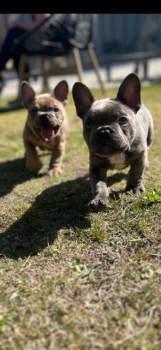 Pure Breed French bulldog puppies