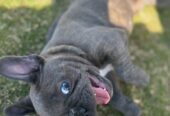 Pure Breed French bulldog puppies