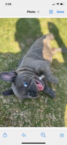 Pure Breed French bulldog puppies