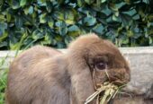 Purebred Mini Lop brown f