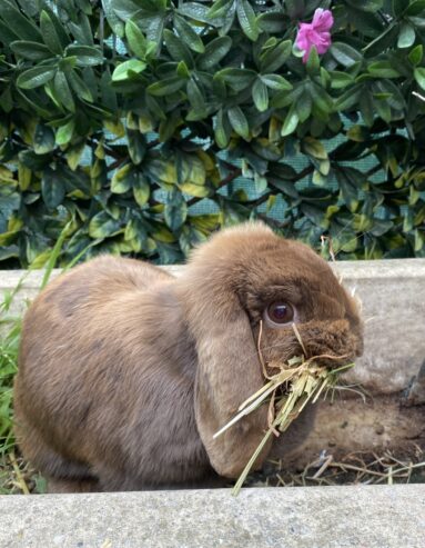 Purebred Mini Lop brown f