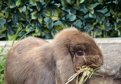 Purebred Mini Lop brown f