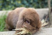 Purebred Mini Lop brown f