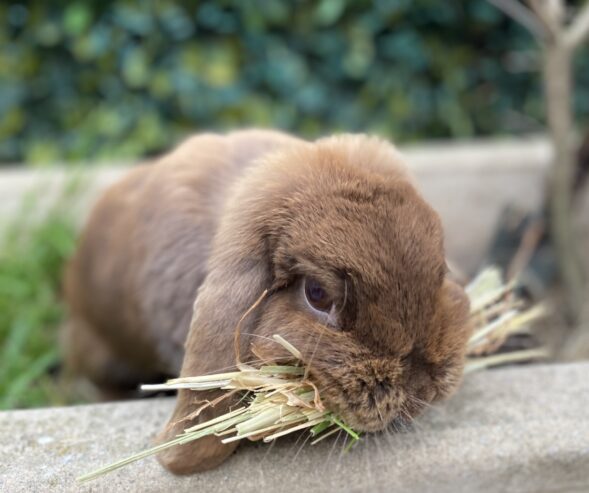 Purebred Mini Lop brown f