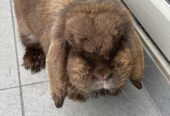 Purebred Mini Lop brown f