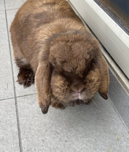 Purebred Mini Lop brown f