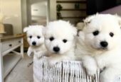 Japanese spitz puppies