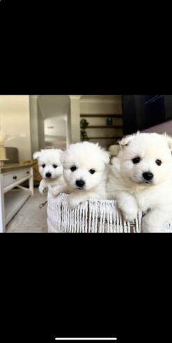 Japanese spitz puppies