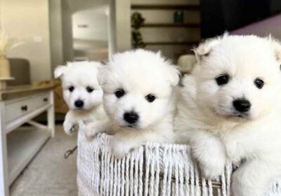 Japanese spitz puppies