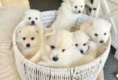 Japanese spitz puppies