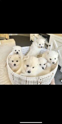 Japanese spitz puppies