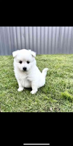 Japanese spitz puppies