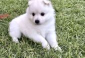 Japanese spitz puppies