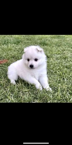 Japanese spitz puppies