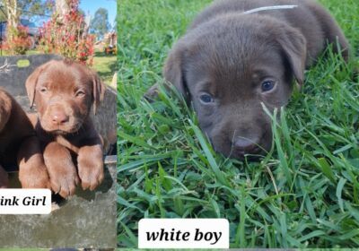 Labrador puppies