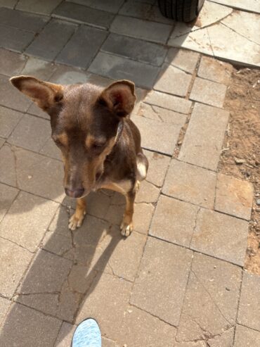 Female purebred kelpie