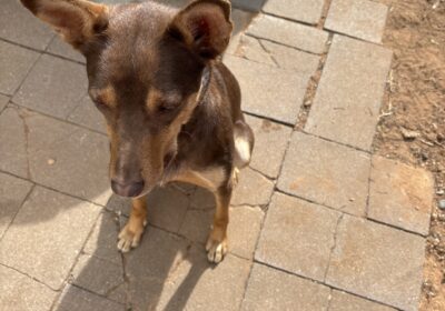 Female purebred kelpie