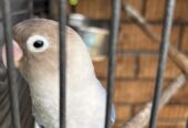 Blue masked lovebird