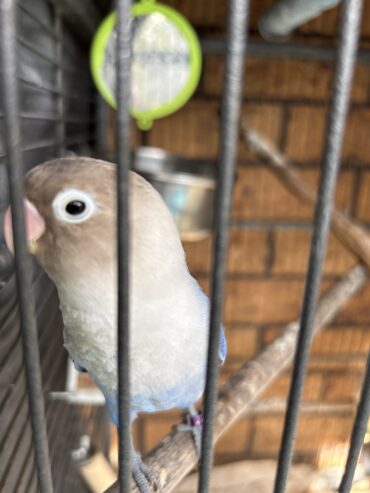 Blue masked lovebird