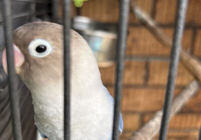 Blue masked lovebird