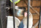 Blue masked lovebird