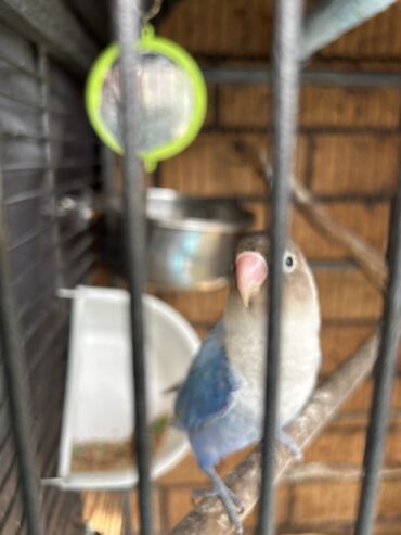 Blue masked lovebird