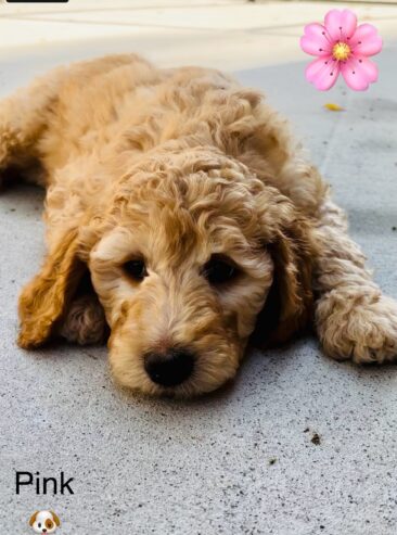 Labradoodles