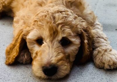 Labradoodles