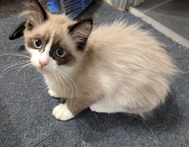 Ragdoll Kittens