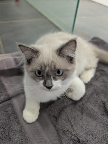 Ragdoll Kittens