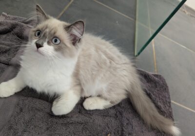 Ragdoll Kittens