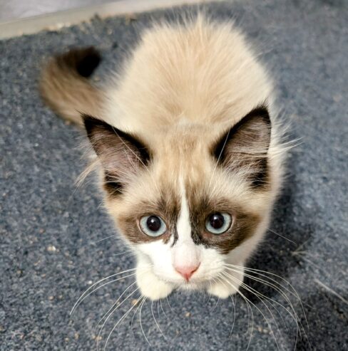 Ragdoll Kittens