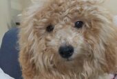 Toy poodle