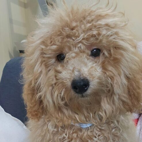 Toy poodle