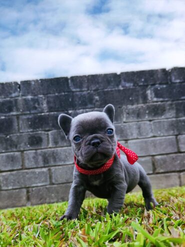 French bulldogs!!