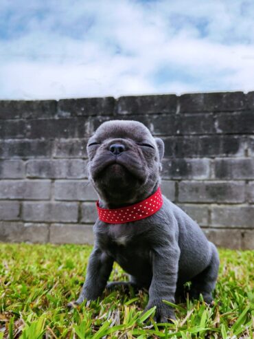 French bulldogs!!