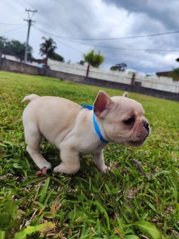 French bulldogs!!