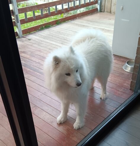 Samoyed Cute Girl